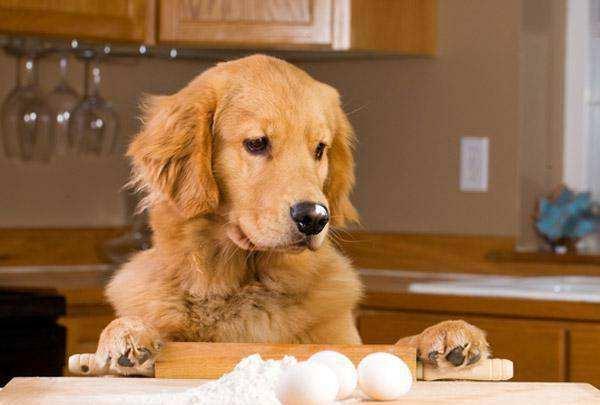 狗吃蛋黄的禁忌,狗来回疯跑意味什么(1)