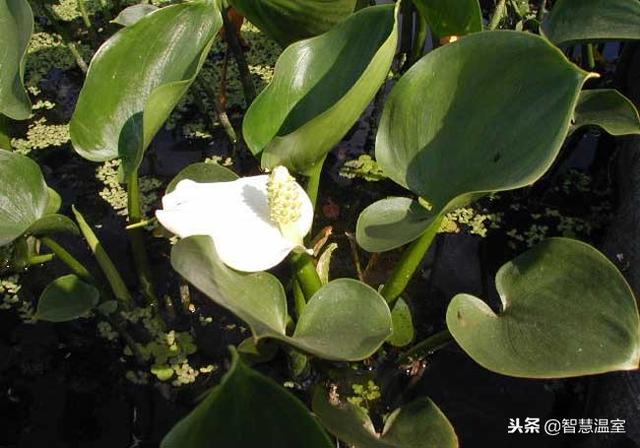 紫叶朱蕉金边富贵竹的水培方法,朱蕉富贵竹怎样快速生根(1)