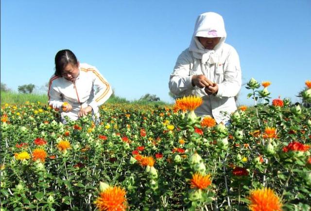 河南红花种植时间,红花价格2022(1)