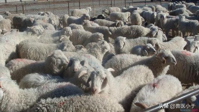 羊多胎最好的办法,羊为什么精料要早晨空腹喂(3)