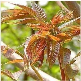香椿树种植最佳时间,香椿树的种植方法和禁忌(4)