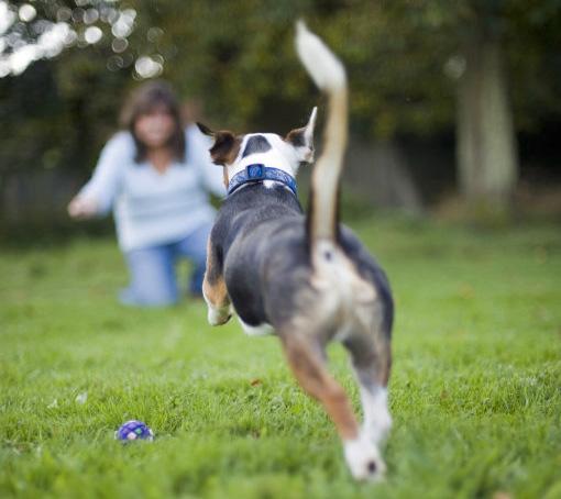 训练狗叫最简单的方法,怎样训练狗叫或不叫(6)