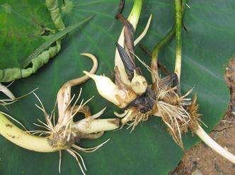 睡莲的种植方法家养,买回来睡莲的种植方法(4)