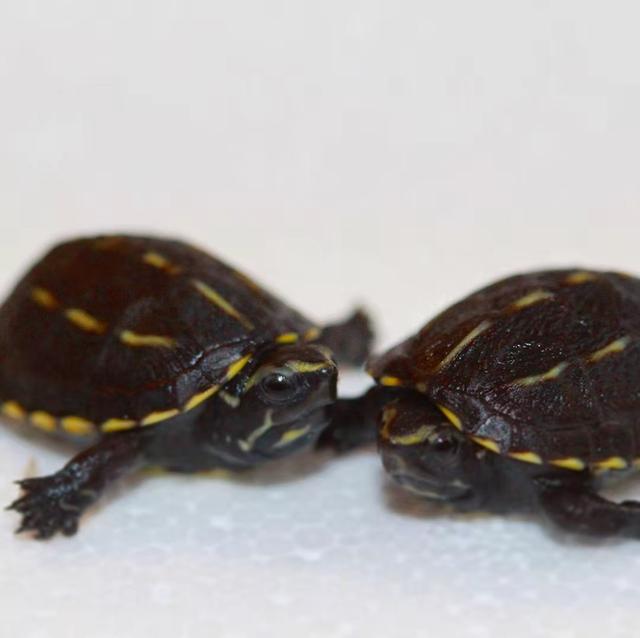 果核蛋龟饲养技巧,果核龟最好的饲养环境(3)