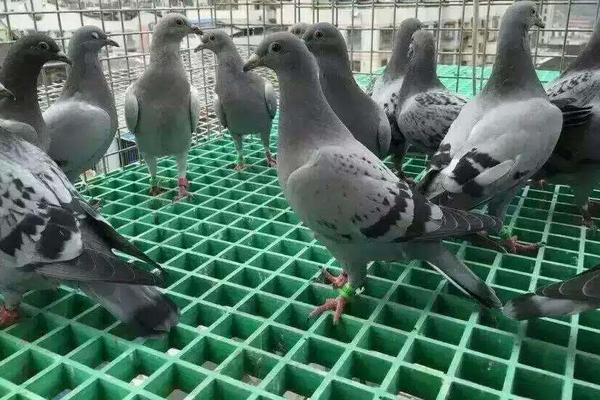 鸽子放养会不会比较容易繁殖,鸽子可以自由放养吗(3)