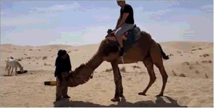 骆驼的繁殖方式有哪些,骆驼的繁衍方式和配对(1)