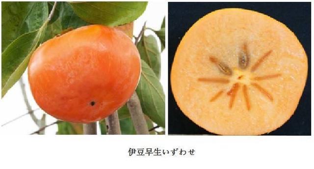 山柿有几种品种,太秋柿品种特点(4)