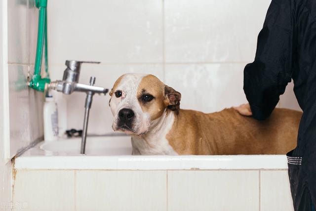 一个多月小狗在家怎么给他洗澡,给两个多月的小狗洗澡有什么方法(5)