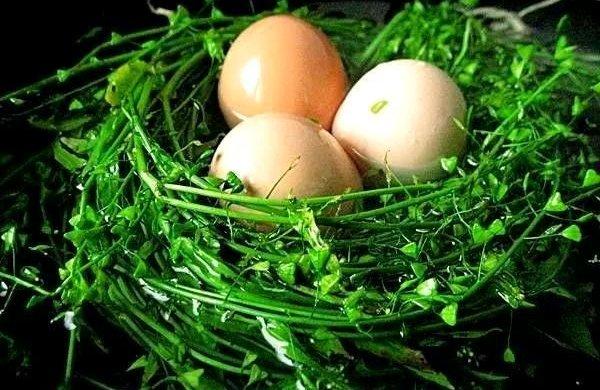 网络售卖鸡蛋储存方法,鸡蛋出售需要包装吗(3)