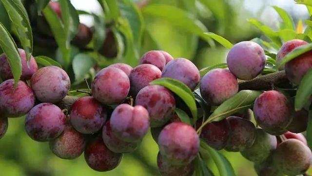 广西适合种植樱桃树吗,樱桃树在广西种在什么位置好(3)