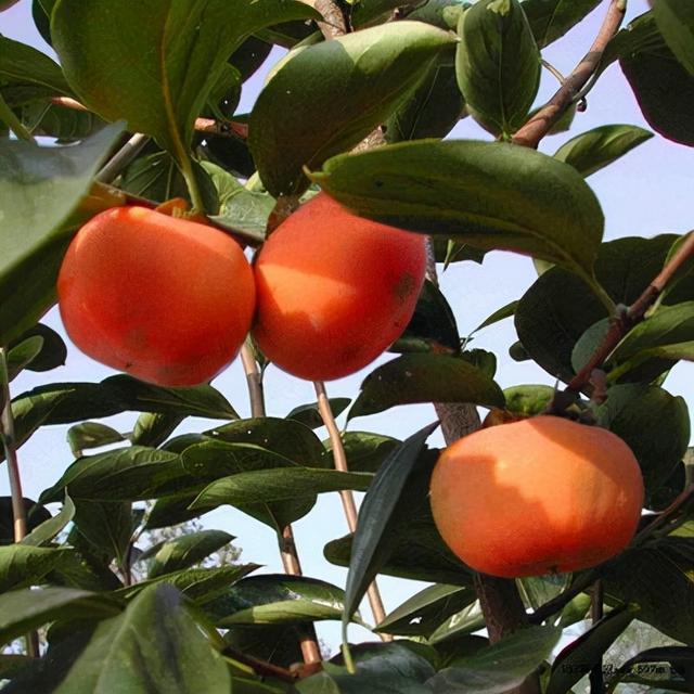 阳丰甜柿子在恒温库怎么保存,甜柿子的最佳储藏方法(2)