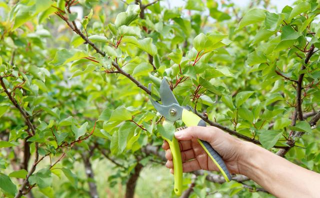 杏树最佳繁殖方法,杏树高压繁殖法几个月生根(2)