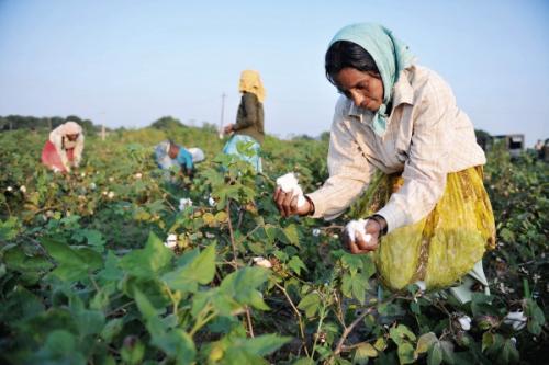 棉花的种植技术的步骤,棉花的种植技术的步骤是什么(4)