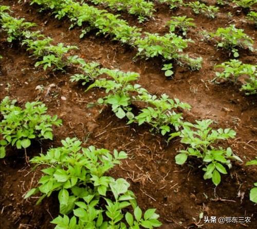 土豆最忌讳的肥料,土豆用什么肥料高产(3)