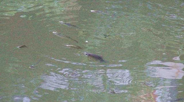 河里都有小鲫鱼吗,为什么河里鲫鱼都很小(4)