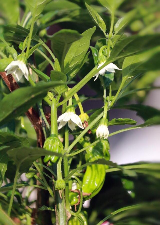 青椒秋天可以种植吗,青椒适合几月份种植(2)
