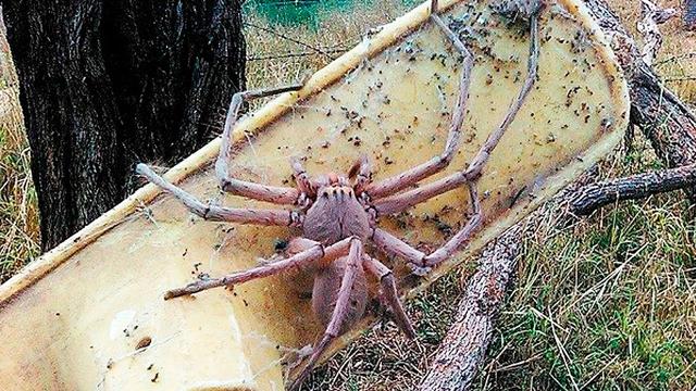 游猎型蜘蛛会结网吗,游猎型蜘蛛和结网型蜘蛛关系(1)
