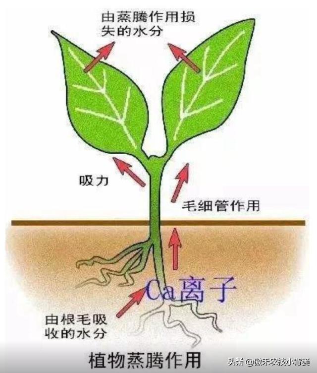 钙肥的正确使用方法图解,果树施钙肥的正确方法(3)