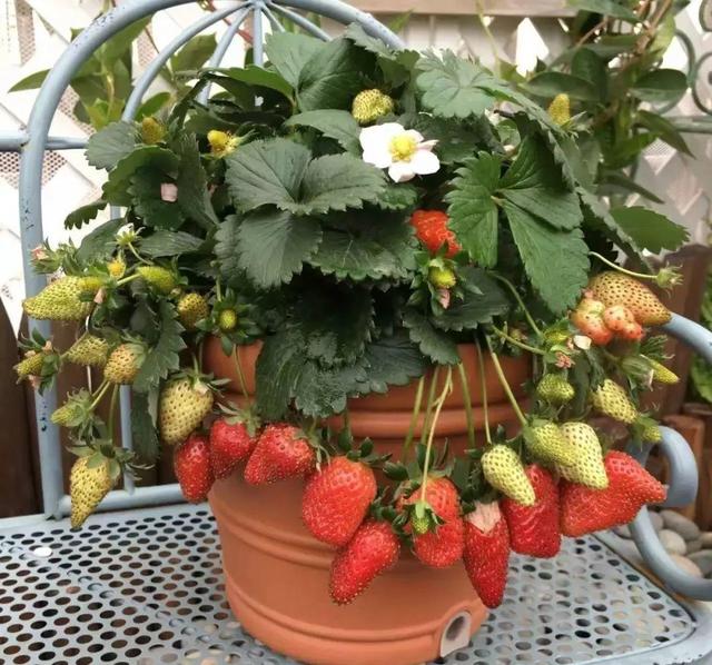 草莓籽怎么采集,草莓籽抠出来怎么种植(1)