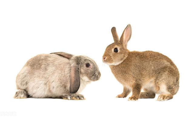 宠物兔吃什么,养兔子前请三思(2)