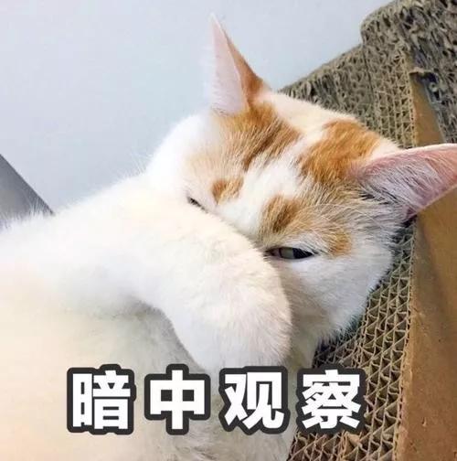 猫为什么睡在脚边,猫为什么喜欢挨着人睡觉(4)