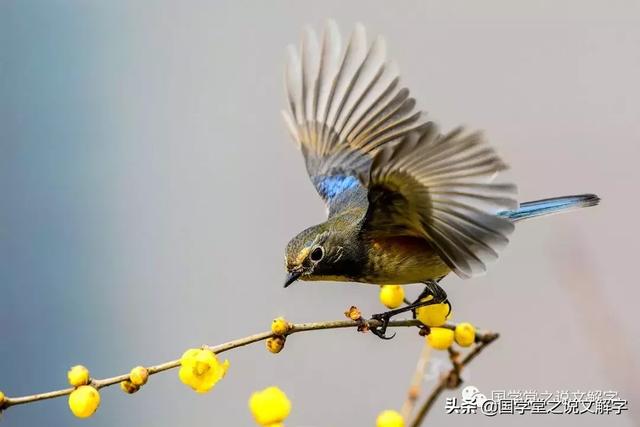飞翔的像只鸟用古文怎么说,形容和鸟飞得一样快古文(3)
