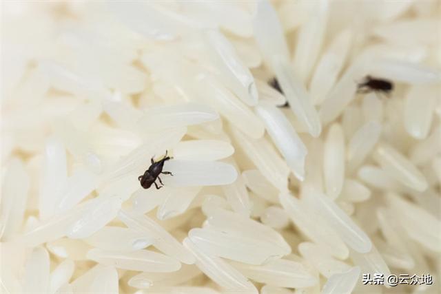 大米装什么容器里不易生虫,用什么容器装大米不生虫(2)
