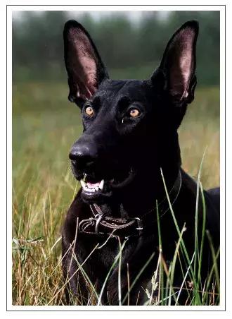 中华黑狼犬的缺点,纯种黑狼犬的优缺点(3)