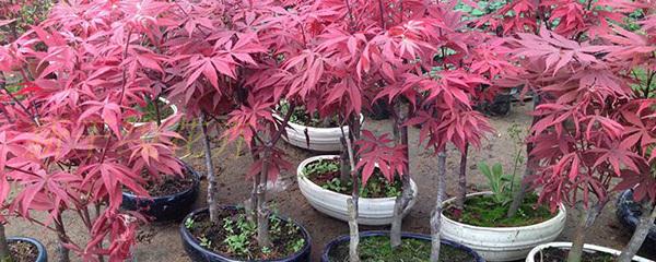 美国红枫盆栽种植方法,红枫盆栽用什么土最好(1)