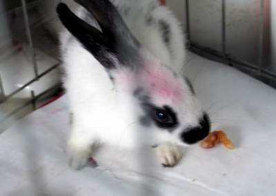 兔兔能吃煮的红薯吗,兔兔能吃磨成粉的花生(2)