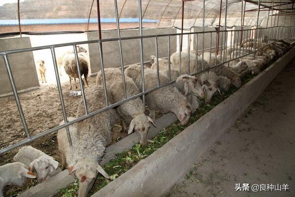 养100只羊需多少平米圈舍,养150只羊需建多少平方羊舍(2)