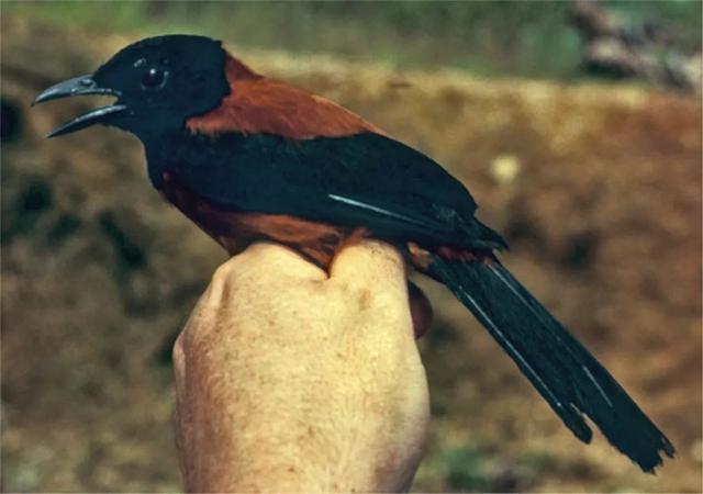 冠林鵙鹟介绍,冠林鵙鹟和褐翅鸦鹃的区别(4)