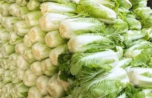 北方大白菜贮藏方法,大白菜保存方法及注意事项(4)