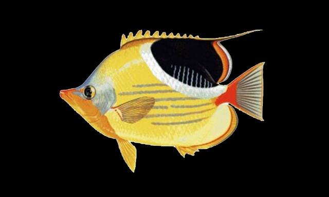 太阳斑蝴蝶鱼人工跟野生的区别,淡水珍珠鱼哪个品种最好养(3)