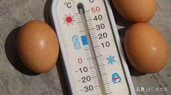 鸡蛋放在太阳底下怎样孵化小鸡,鸡蛋放在哪可以孵化小鸡(4)