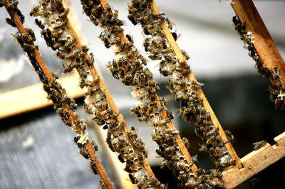 如何解决分蜂热,处理分蜂热的最好方法(2)