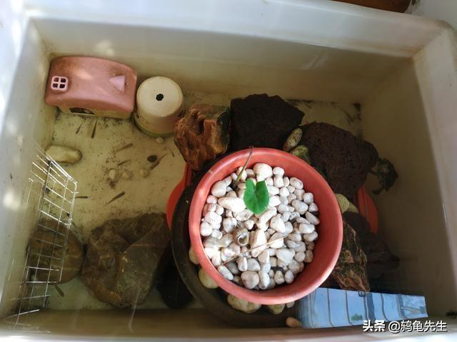 中华草龟怎么养,草龟多少钱一只(4)