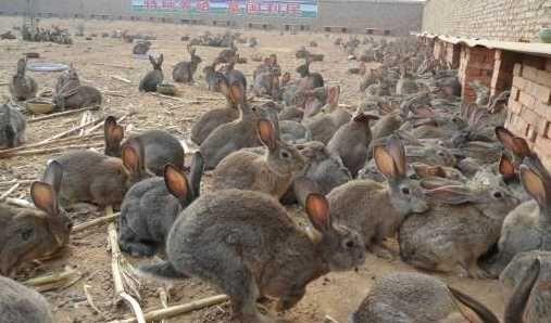 野兔饲养技术,养野兔技术大全图解(2)