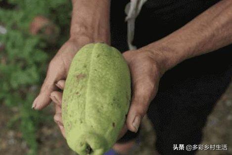 不能吃的木瓜为什么会发出香味,闻木瓜香味有什么好处(4)