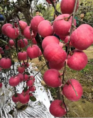 昌阳红条纹红富士苹果,众成一号苹果苗多少钱一棵(3)