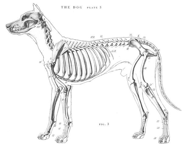 狗的骨架太小怎么办,狗胆子太小怎么训练(2)