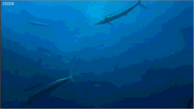 旗鱼为什么游得很快,旗鱼为什么要不停的游泳(1)