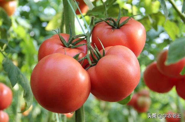 西红柿做熟呈褐色能吃吗,西红柿是青色煮熟后能吃吗(4)