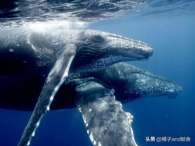 鲸鱼一生繁殖一次,鲸鱼是怎么繁殖后代的(3)