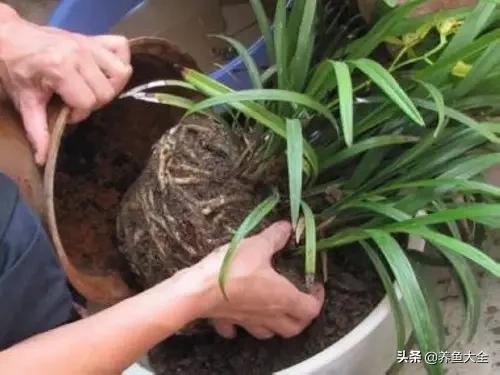 兰花水培方法和技巧,兰花是水培好还是盆栽好(3)