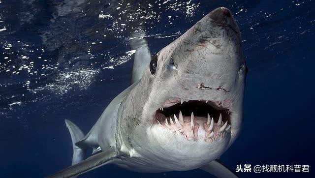 鲨鱼为啥怕海豚,鲨鱼为什么怕海豚的声音(3)