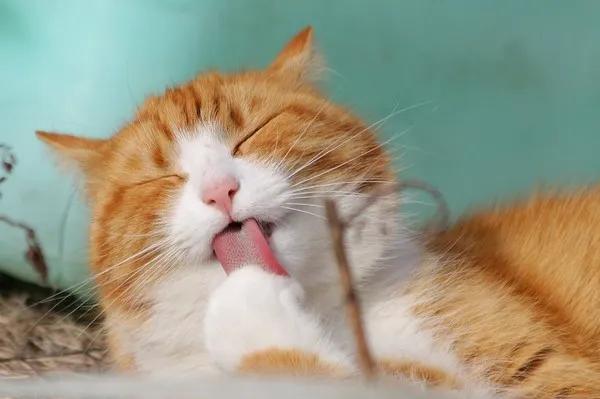 猫呕吐是什么原因,猫干呕肚子一抽一抽吐不出(4)