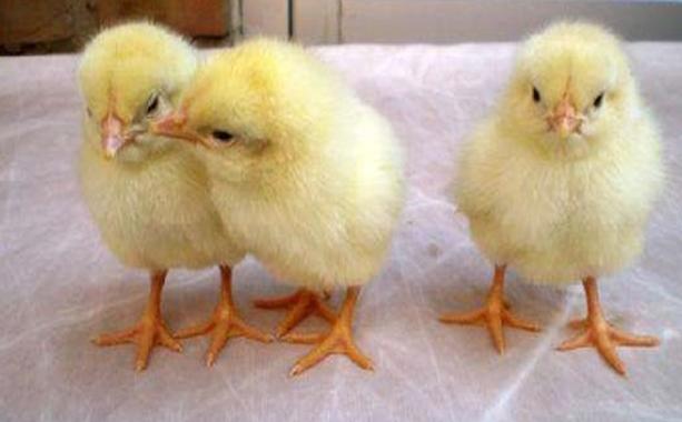 怎样分辨公鸡和母鸡的区别,怎么样分辨公鸡还是母鸡(4)