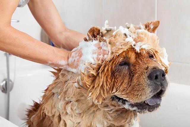 狗狗掉毛最佳治疗方法,狗狗掉毛很严重怎么办(5)