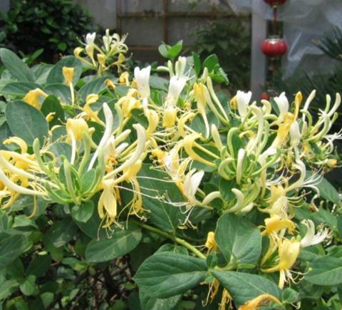 金银花在室内可以种植吗,金银花适合室内种好吗(5)